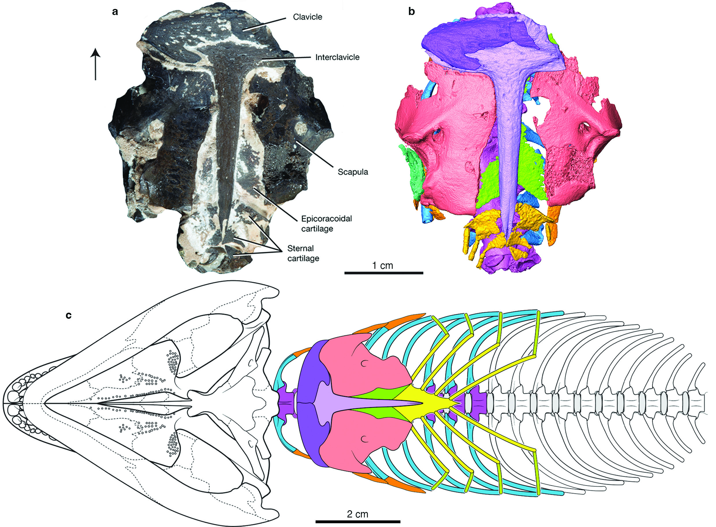 a) photo of the specimen encased in rock; b) nCT digital rendering showing the skeleton and cartilages including sternum and sternal ribs; c) illustrated diagram of Captorhinus aguti. Arrow points towards where the head would be. a) photo of the specimen encased in rock; b) nCT digital rendering showing the skeleton and cartilages including sternum and sternal ribs; c) illustrated diagram of Captorhinus aguti. Arrow points towards where the head would be.